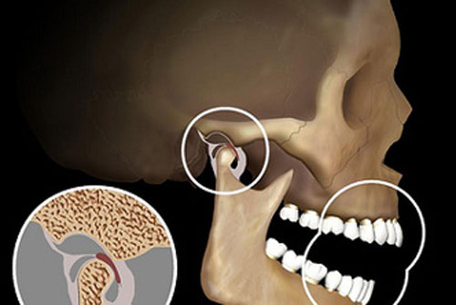 Kemiksel organların büyümesindeki temel prensipler